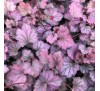Гейхера Карнавал Роуз Гранит (Carnival Rose Granita) С1